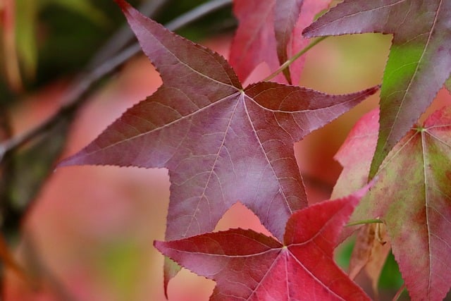 Czy będzie likwidacja szkół specjalnych? Czy będzie likwidacja szkół specjalnych?